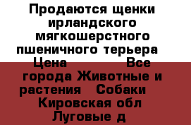 Продаются щенки ирландского мягкошерстного пшеничного терьера › Цена ­ 30 000 - Все города Животные и растения » Собаки   . Кировская обл.,Луговые д.